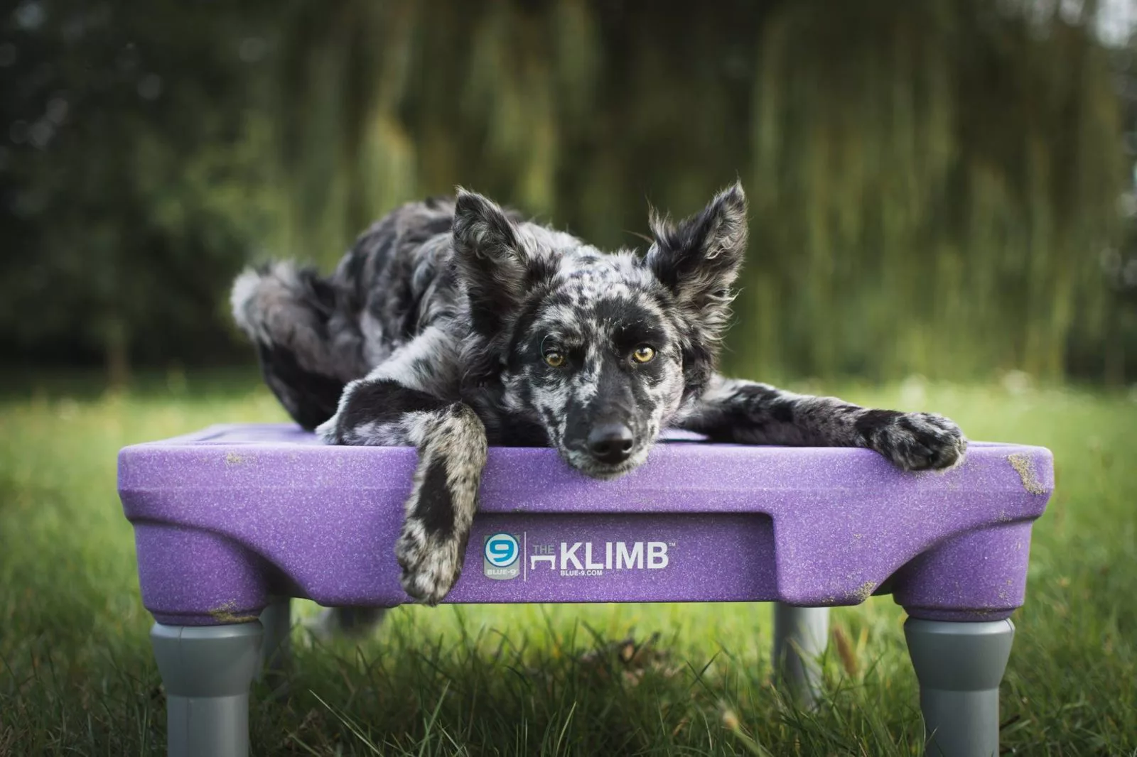 Klimb dog clearance platform